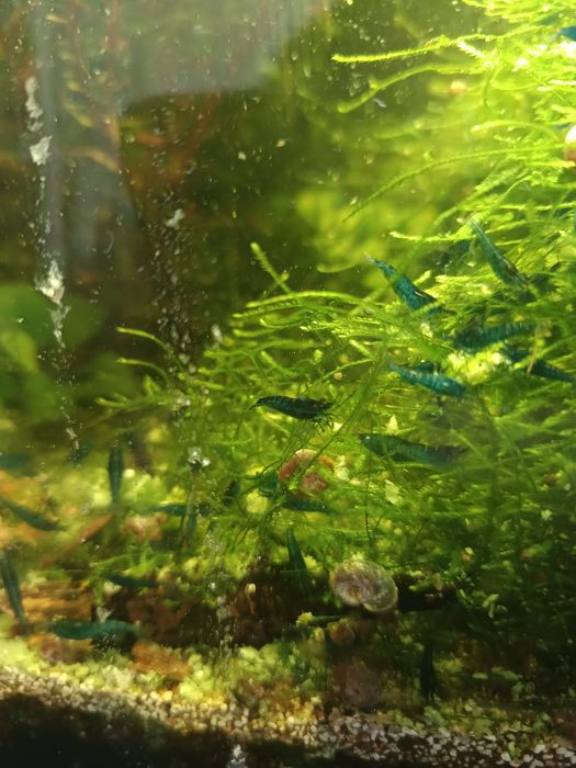 Neocaridina Blue Dream