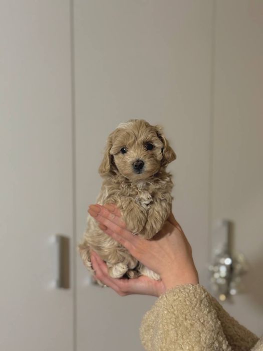 Мальтіпу, мальтипу f1,f2