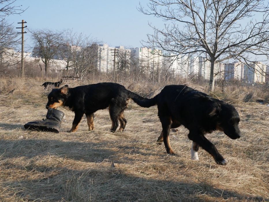 Щенок в добрые руки!