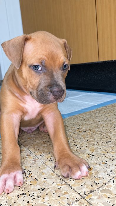 Cachorro Pit Bull Adoção