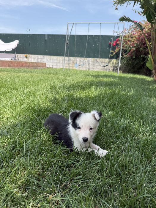 Border Collie Preto e branco machinho