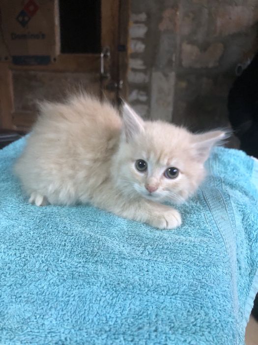 Віддам кошенят, отдам котят безкоштовно