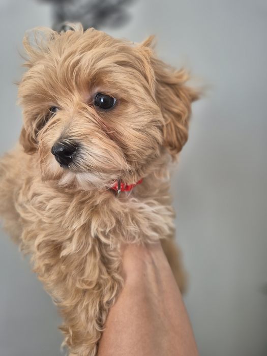 Suczka Maltipoo F1