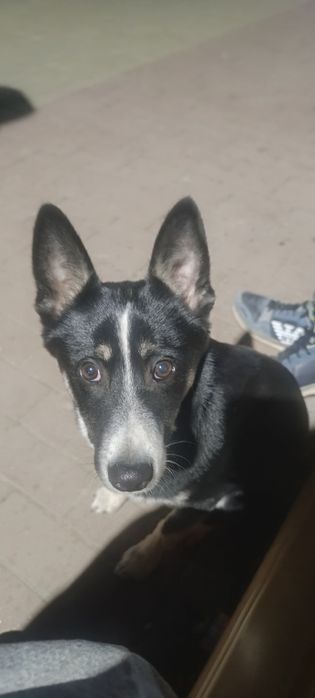 Відам песика  в добрі руки