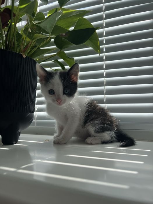 Віддам котика в хороші руки! Безкоштовно!