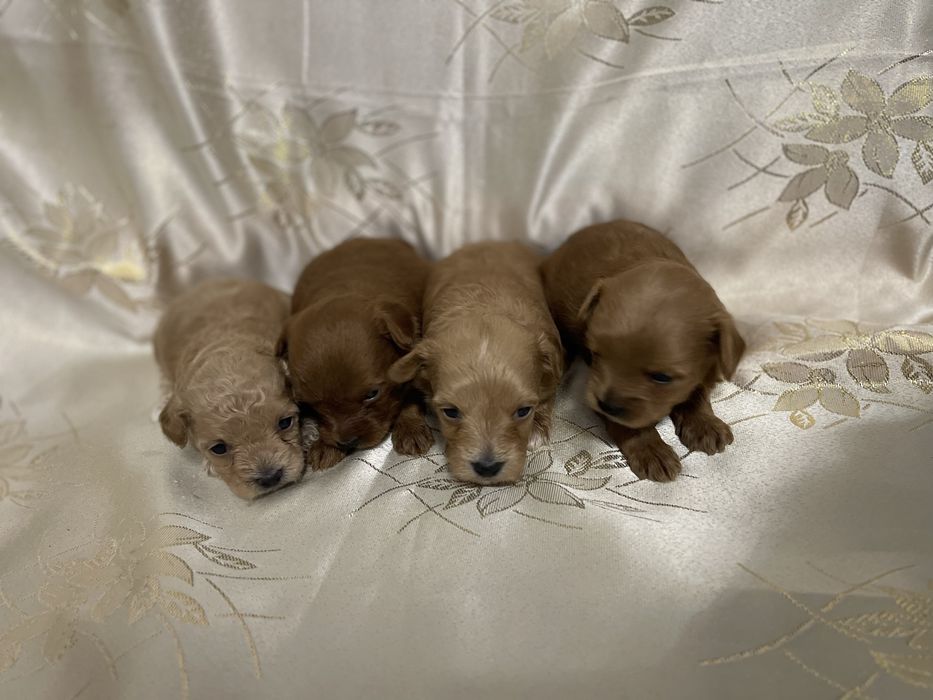 Мальтипу 3 тижні