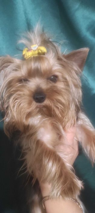 Щенки Йоркширский терьер