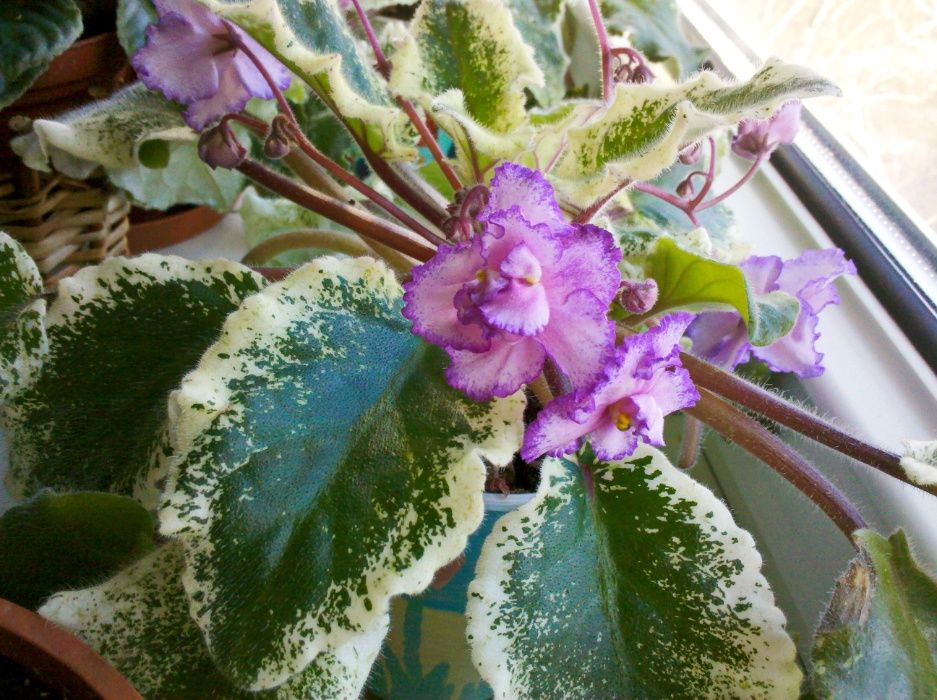 Фиалки цветущие (сенполии)