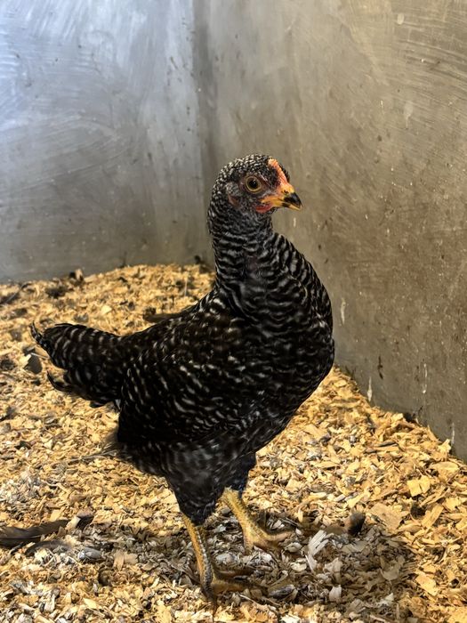 frango de raça plymouth rock barrado