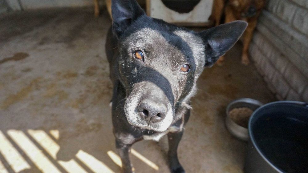 HOT - starszy pies prosi o dom