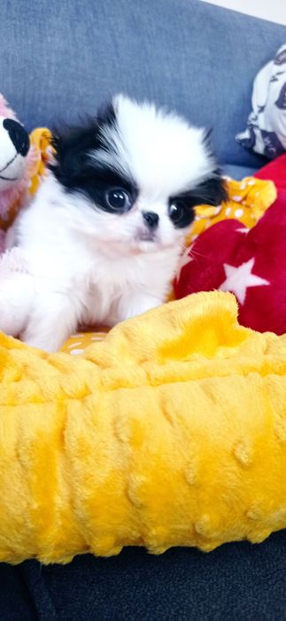 Chin japoński spaniel japoński nie shih tzu FCI