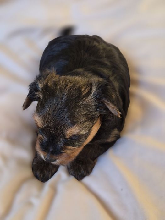 Yorkshire Terrier  pies