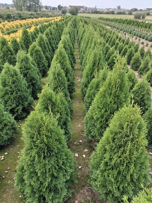 Tuje szmaragd, thuje smaragd, tuja, thuje