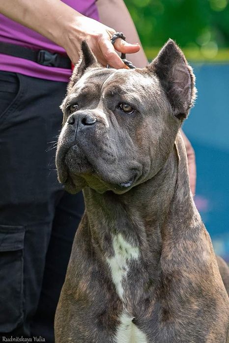 Вязка Кане Корсо КСУ