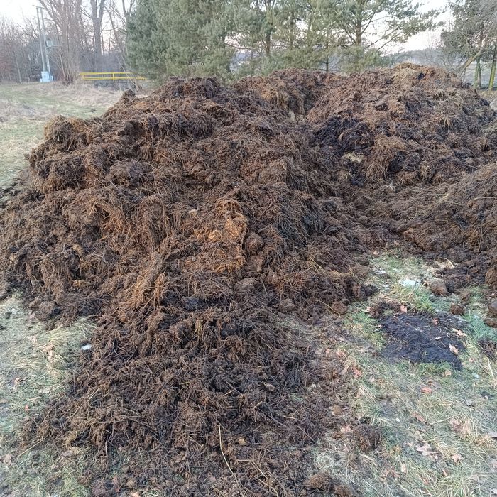 Obornik koński przegnity