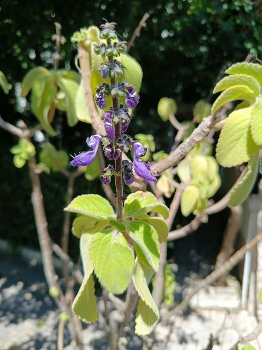 Arbusto flores azuis