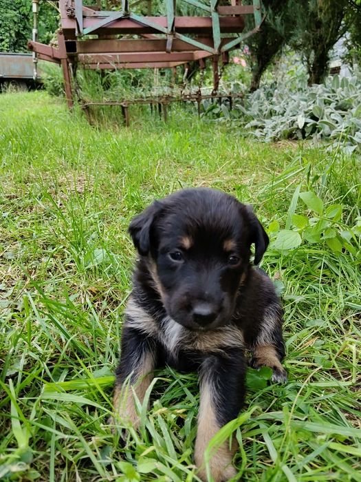Oddam pieski w dobre ręce ZA DARMO!