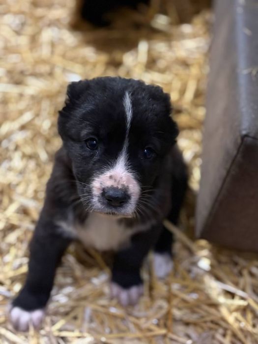 Цуценята алабя, середньоазіатська вівчарка