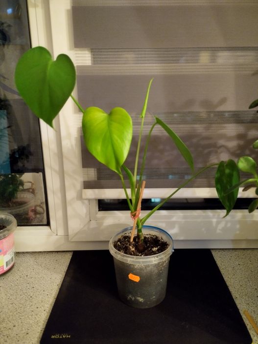 Маленькая Монстера.