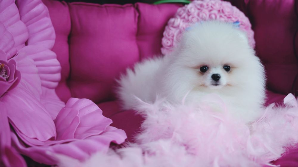 Urocza suczka Pomeranian – mały diament o wielkim sercu