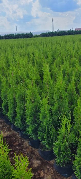 Tuja smaragd 120 cm tuje 100 brabant 60 laurowisnia novita lębork