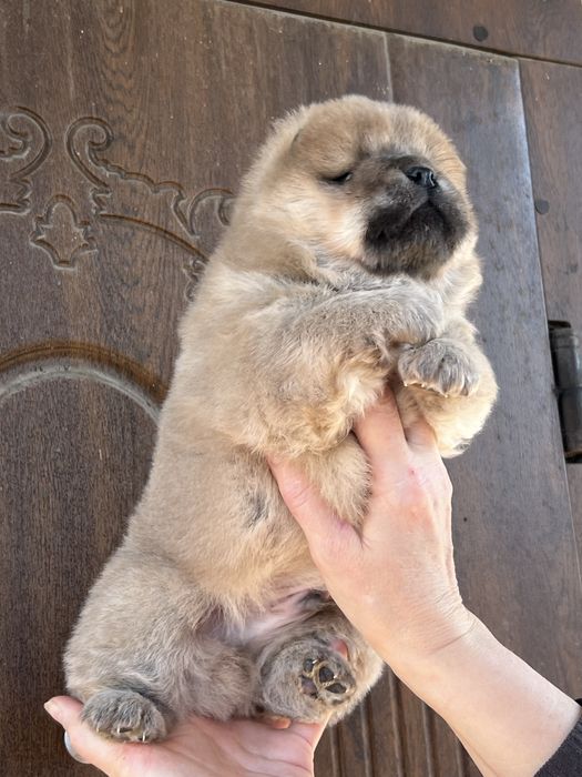 Чудові парубки доставка