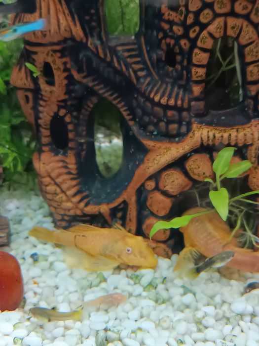 Sprzedam młode glonojady, glonojad,zbrojnik, ancistrus sp albino