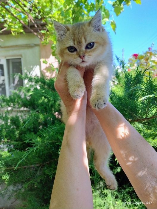 Британський золотий котик
