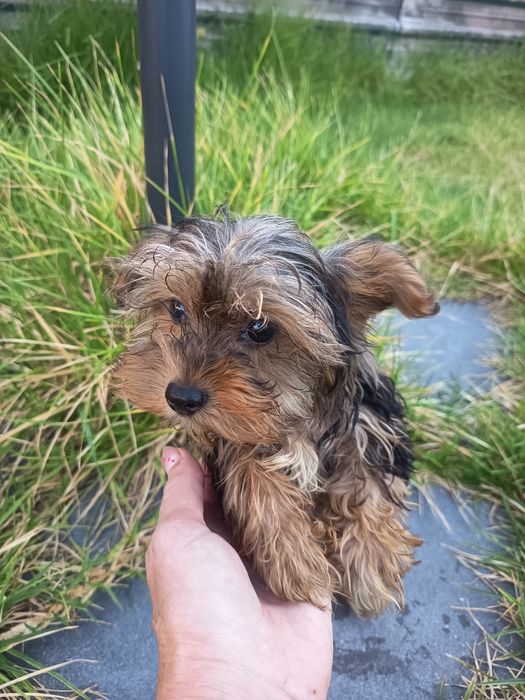 Yorkshire Terrier biewer arlequim miniatura com 4 meses 1kilo e 200