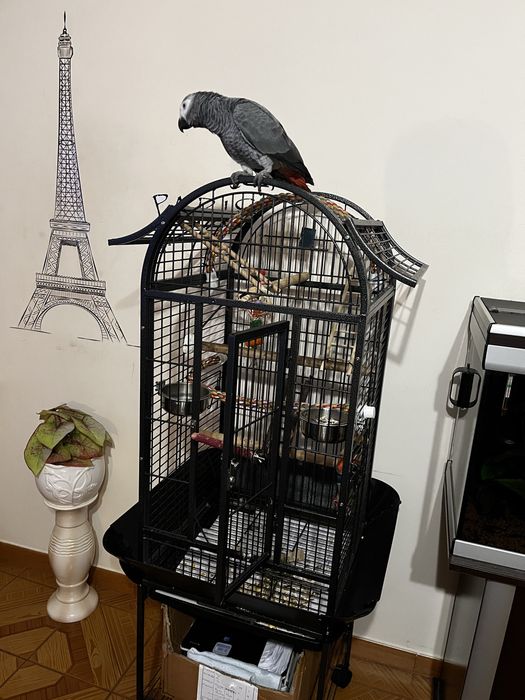 Papagaio cinzento  do senegal