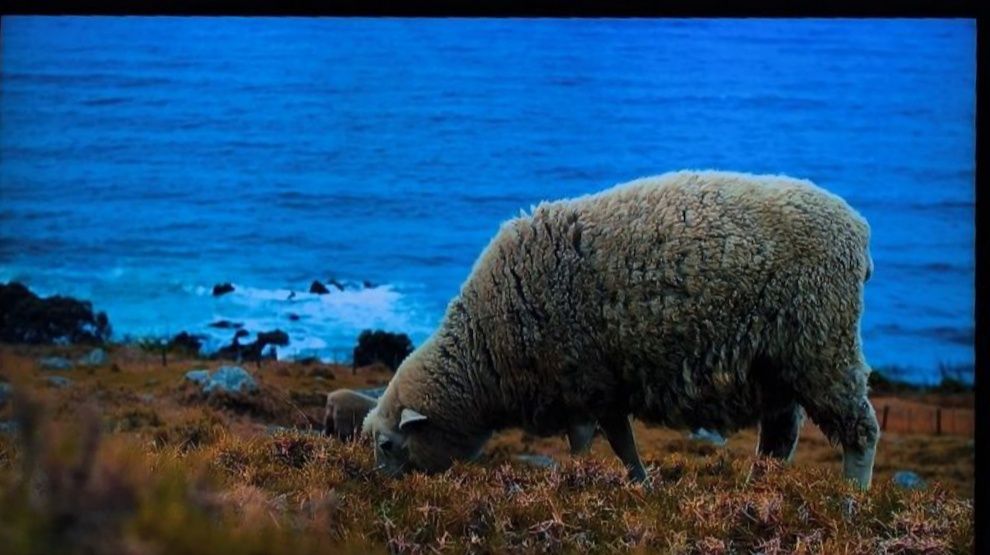 Telewizor Samsung QLed 55 -- UCHWYT Ścienny  GRATIS--Wysyłka