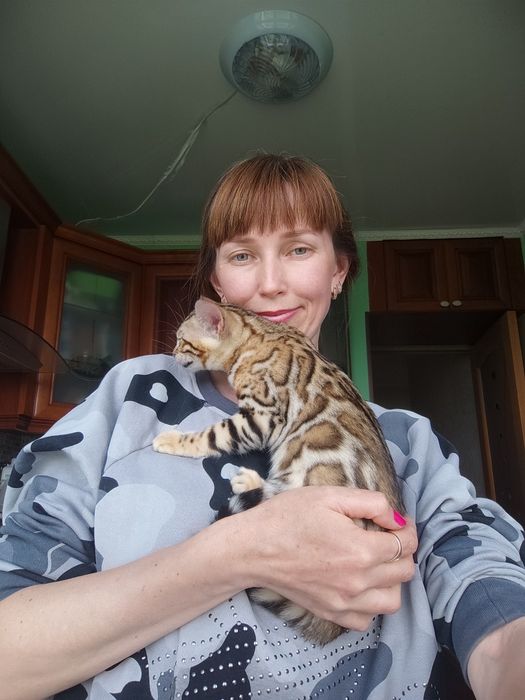 Бенгальськие котята, кошечка бенгалы. Официальный питомник!