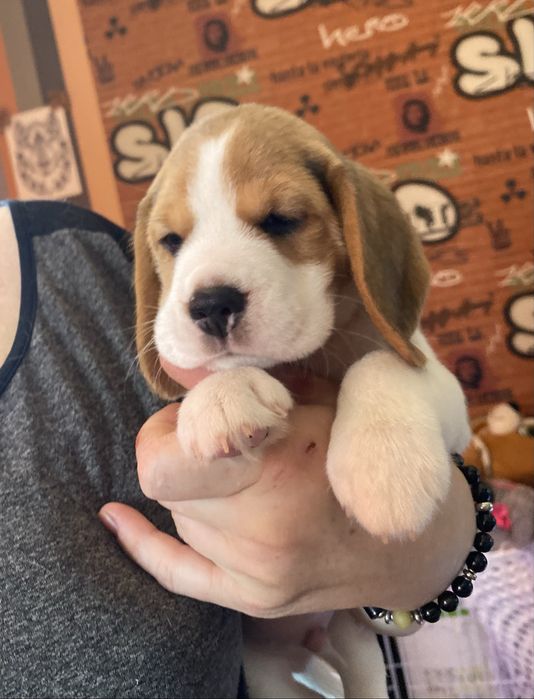 Цуценята бігля з документами КСУ