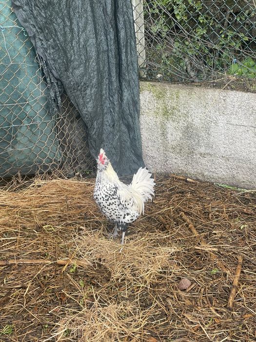 Garnizo appenzeller spitzhauben