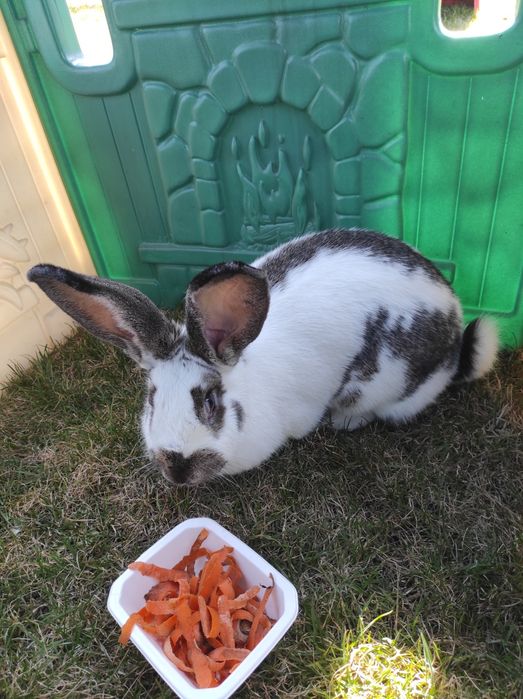 Króliki hodowlane , samice