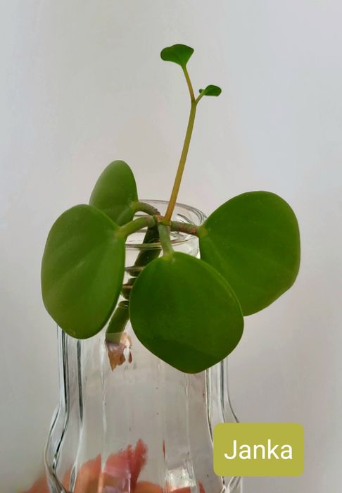 Peperomia Tetraphylla Hope ukorzeniona szczepka