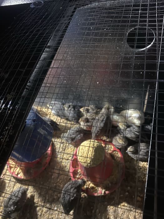 Codorniz rassa gigante (rassas sortidas)