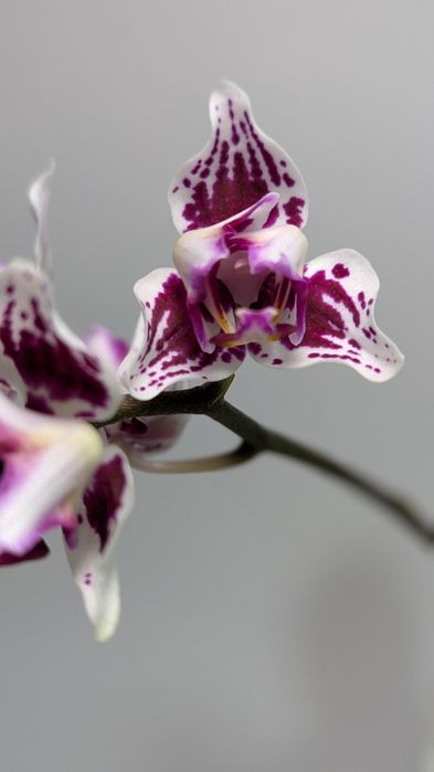 Орхідея триліпс 2 рослини в горщику.