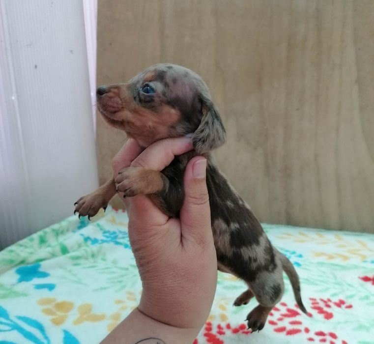 Macho Tekel  miniatura