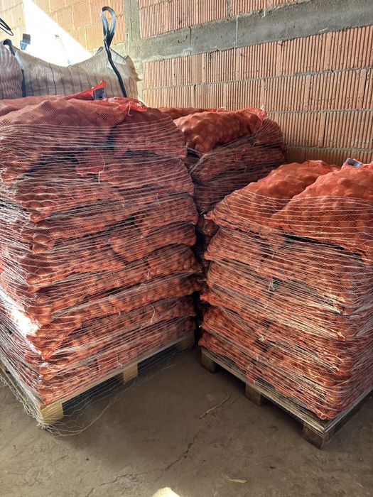 Ziemniaki sadzeniaki kwalifikowane