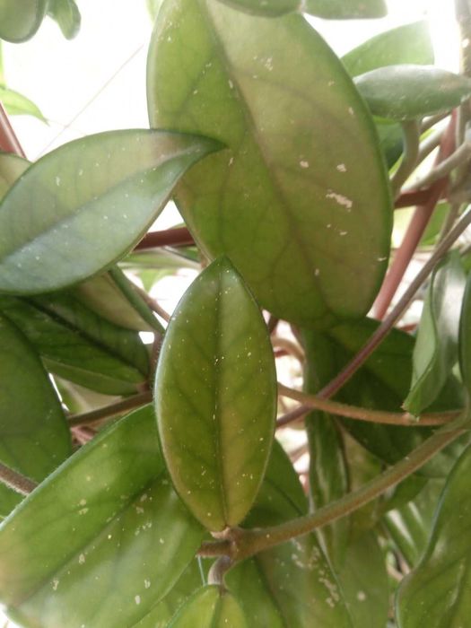 Продається велика доглянута хойя Hoya pubicalyx