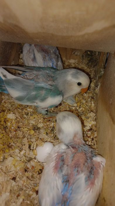 Agarponis não domesticados