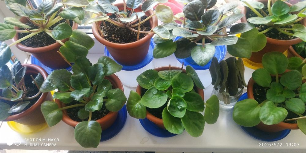 ФИАЛКИ в горшках