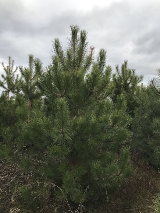 Сосна кримська, ялина європейська від 2 м