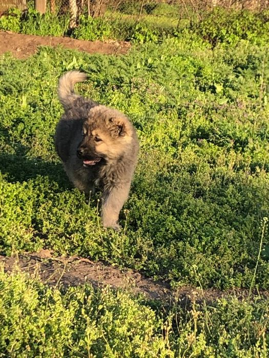Цуценята кавказькоі вівчарки КСУ