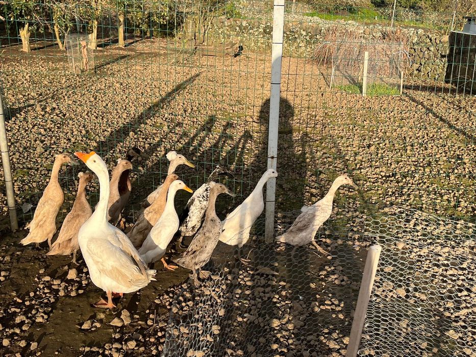 Ovos de patos corredor Indiano