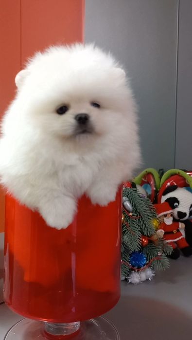 Шикарный  мини мальчик с документами