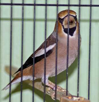 Aves anilhadas 2025/2026 (varias aves)