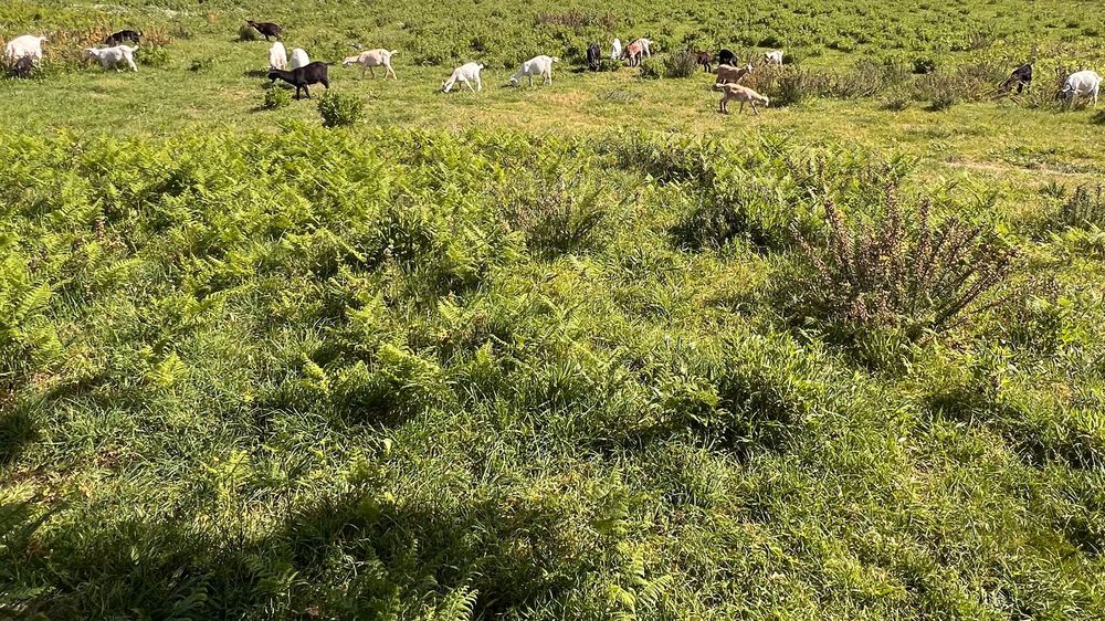 Rebanho - cabras, bodes e cabritos