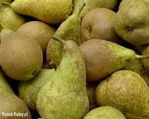 Grusza - drzewka owocowe